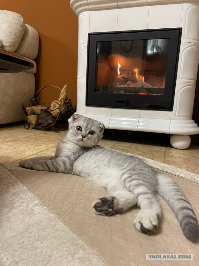 Пополнение в семье!