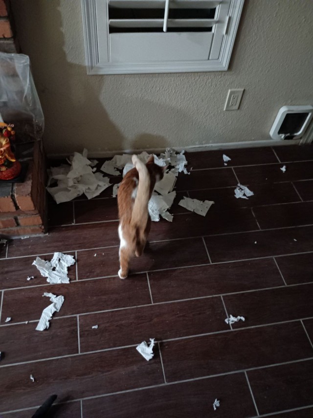 Котэ, совэ и все-все-все