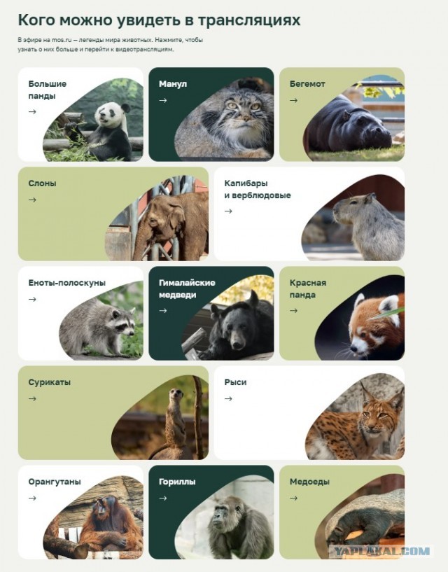 Посетить Московский зоопарк онлайн⁠⁠. Без смс и регистраций