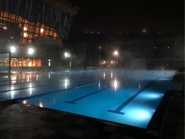 В Крыму заметили тех самых чаек из мультика «В поисках Немо».