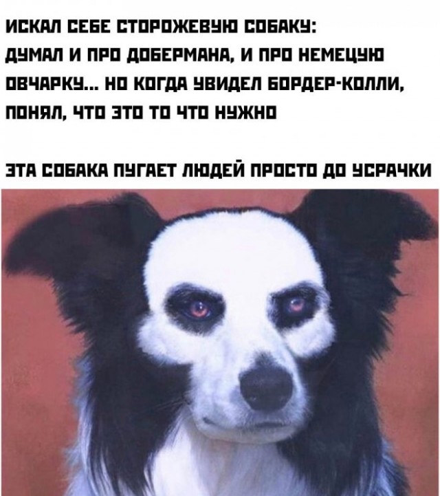 Веселые картинки в маленькую среду (30.07)