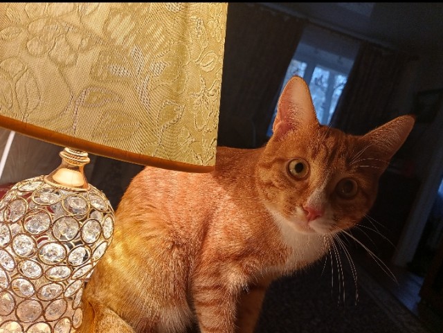 К котовторнику: подборка картинок-баянов с котиками и про котиков. Выпуск 26.