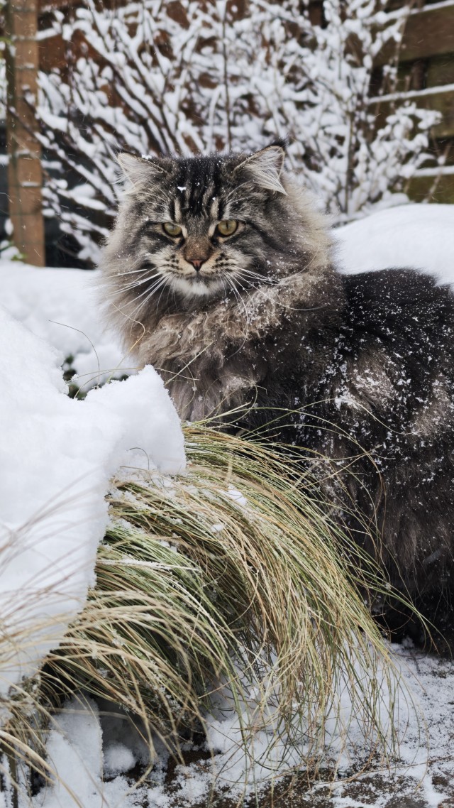Зима в Нидерландах и кот Люки