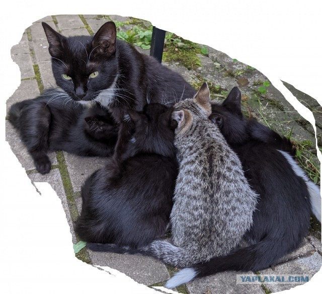 котодети в добрые руки