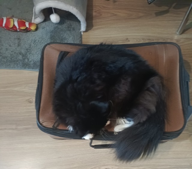 Котовторник