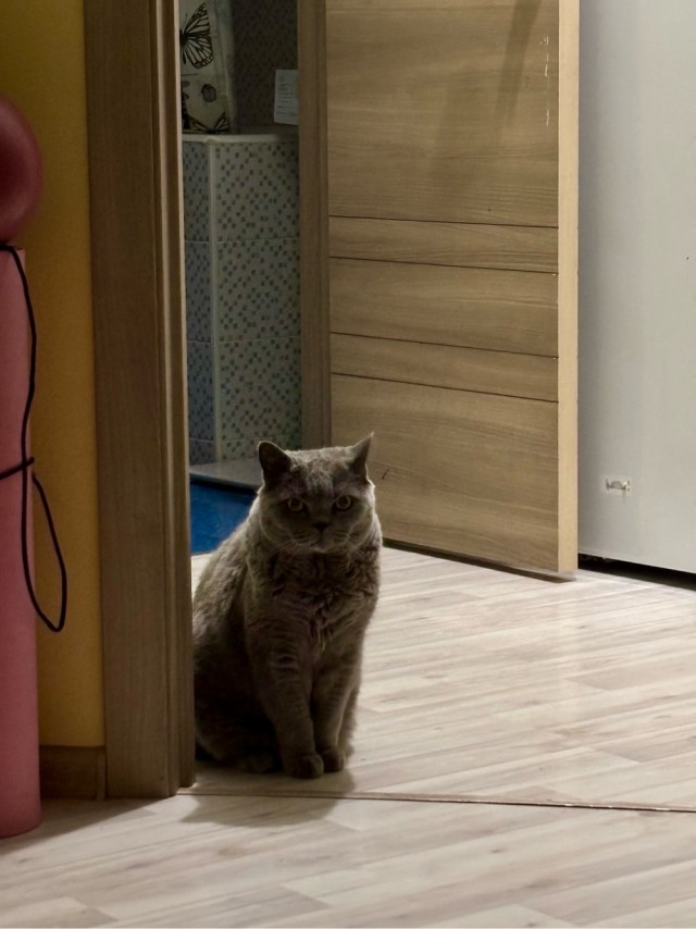 Очередной котовторник