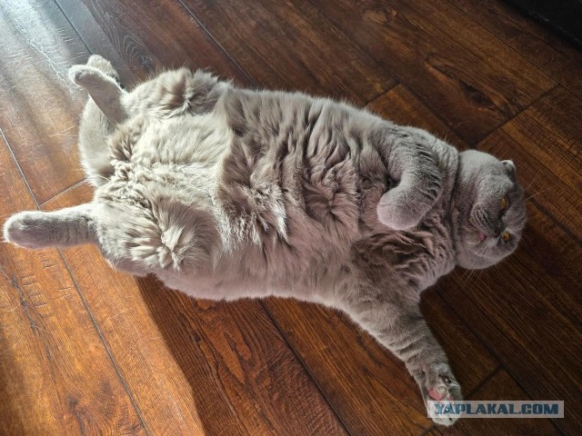 Котовторник Тимоноподобный