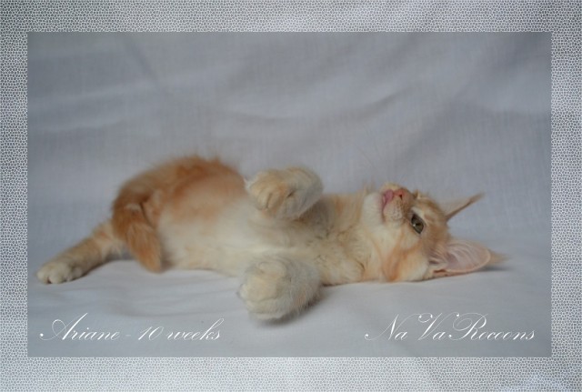 Котовторник на 24.09.2013г