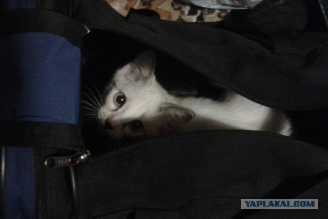 Котовторник 20.05.2014
