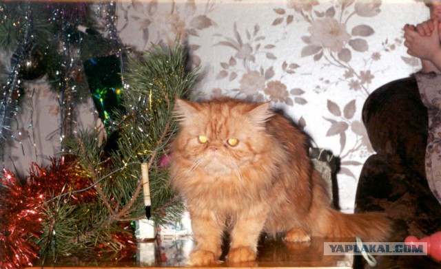 Котовторник 30.12.2014