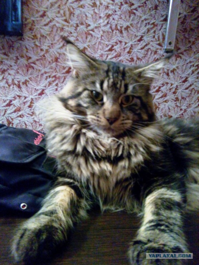Котовторник 14.07.2015