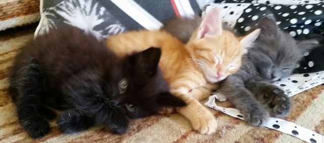Котовторник 17.05.2016
