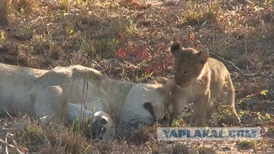 Материнская любовь