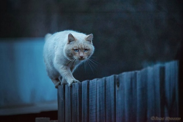 Моменты, запечатлённые на фото и просто позитив 5