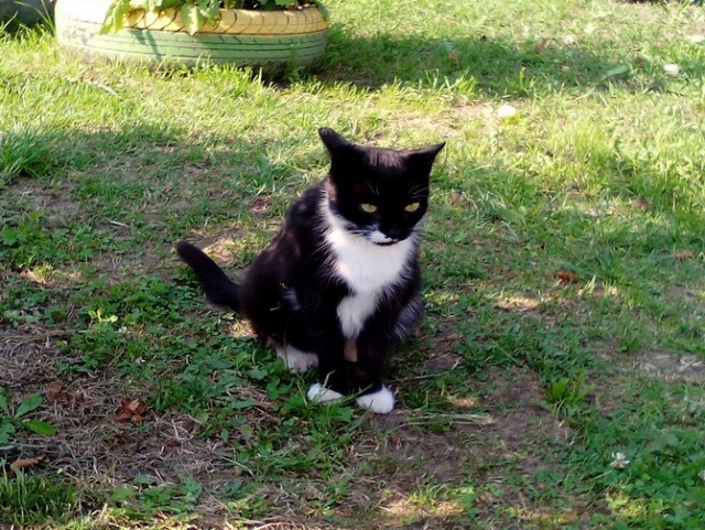 Котовторник 13.12.2016