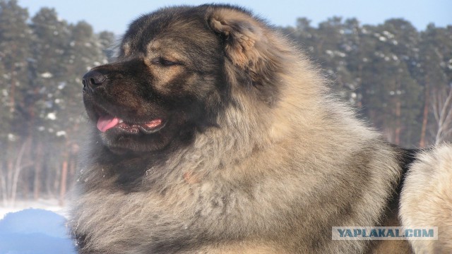 Москвичам могут запретить держать в квартирах крупных собак