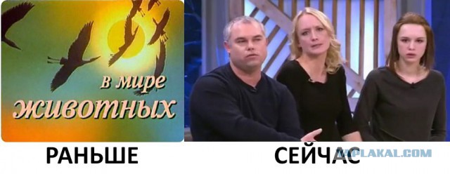 Диана Шурыгина вновь появится на Первом канале в шоу Малахова