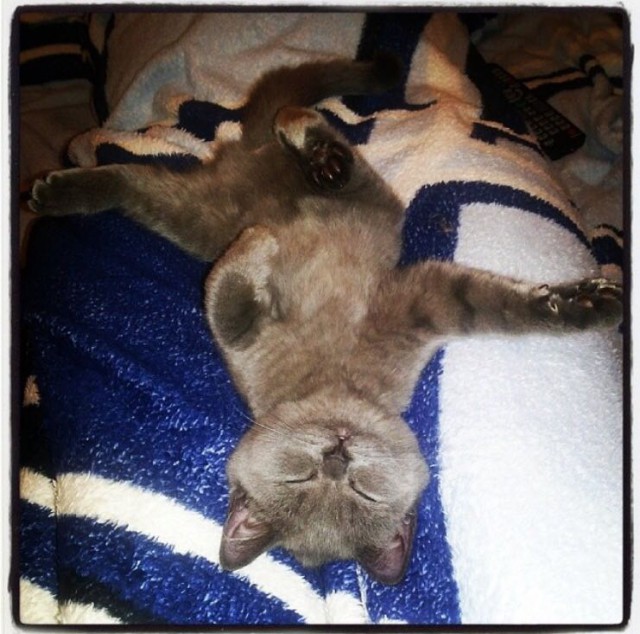 Коты и Кошки