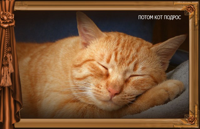 Сказка Репка диафильм (к котовторнику)