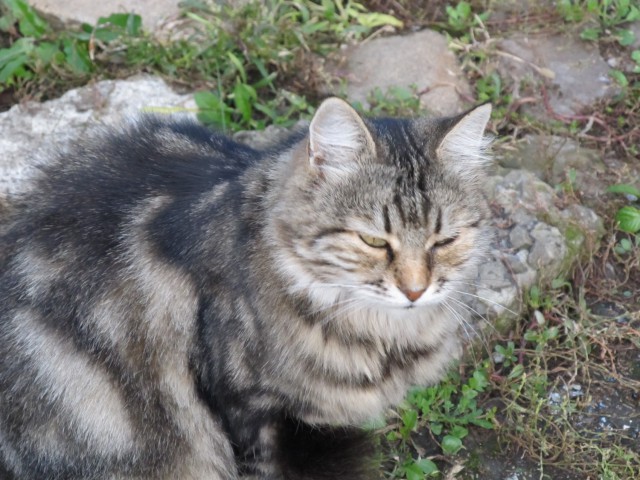 Котовторник 1.08.17