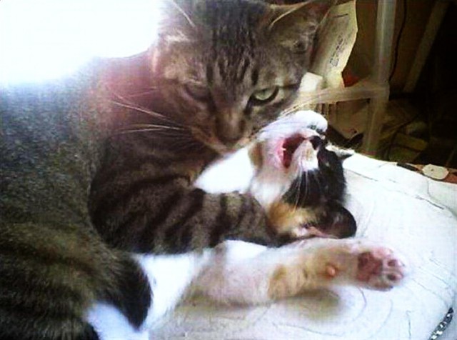 Коты и Кошки
