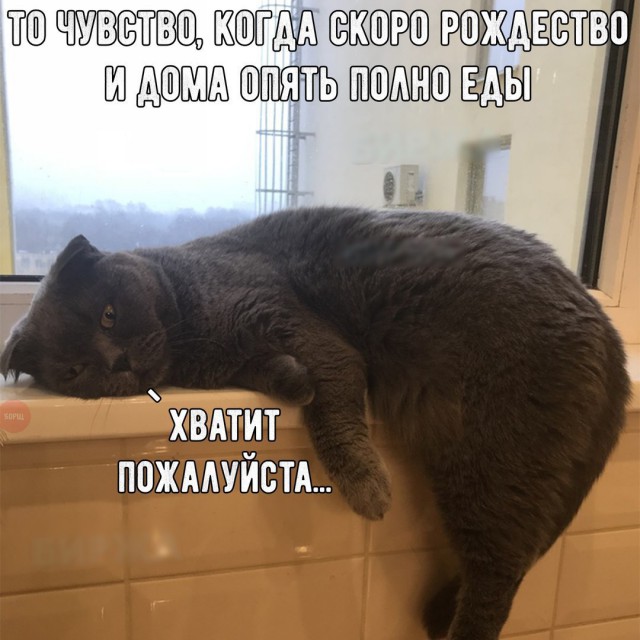 Прикольных котов пост
