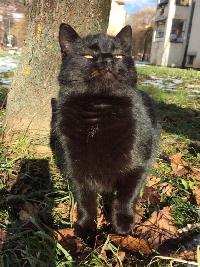 Прикольных котов пост