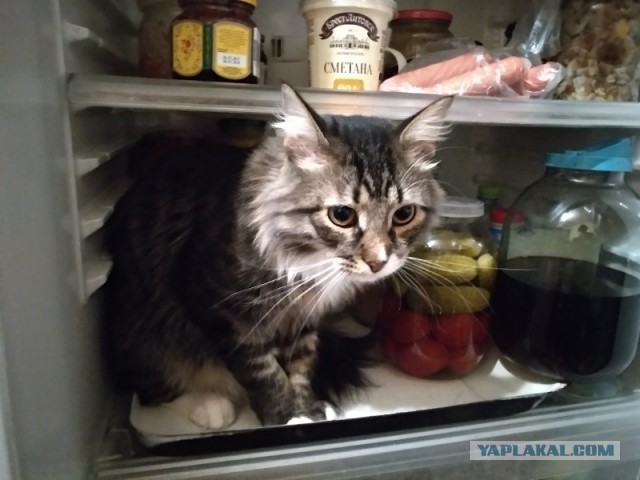 Котовторник  13.02.2018