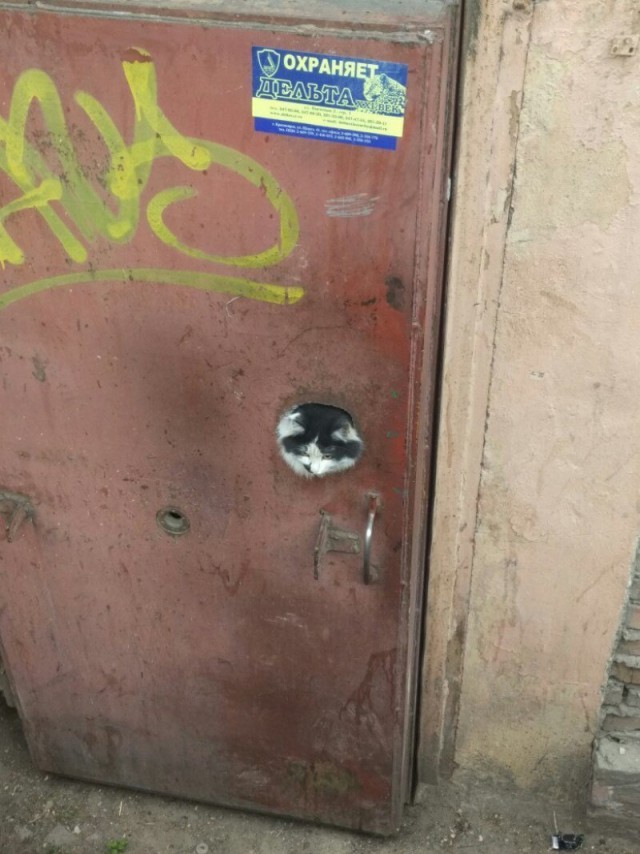 Живность из сети