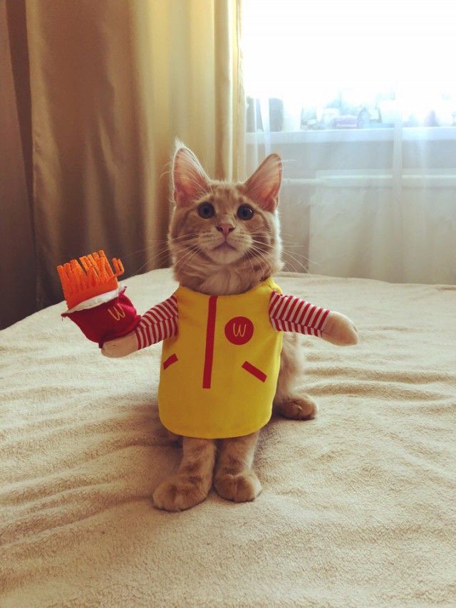 Прикольных котов пост