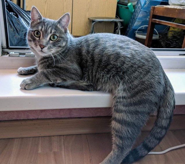 Котовторник 07.08.2018