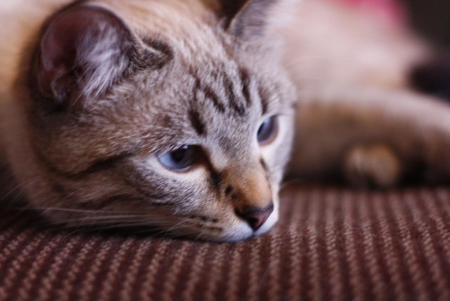Котовторник (02.06.2009)