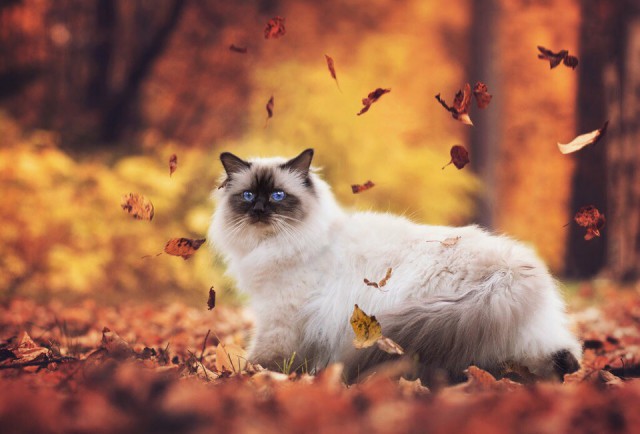 Прикольных котов пост