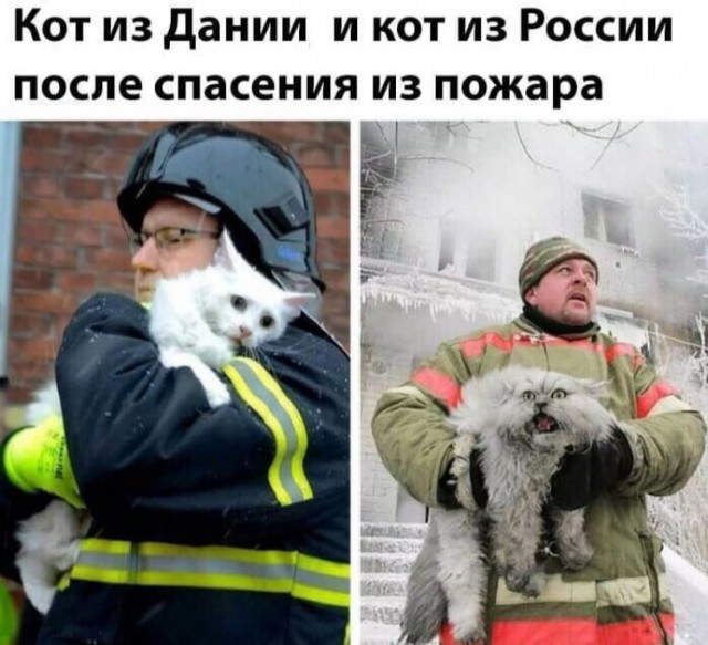 Спасите котика