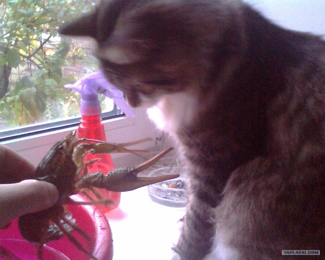 Котовторник - С праздником, котоводы!