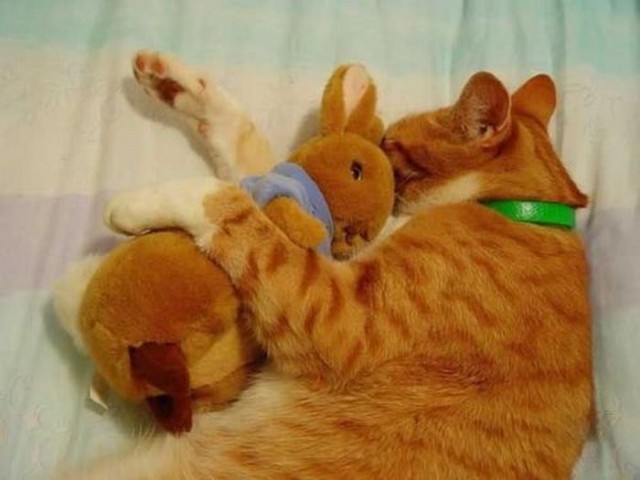 Начинаем котовторник!