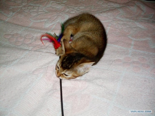 Котовторник  07.06.11