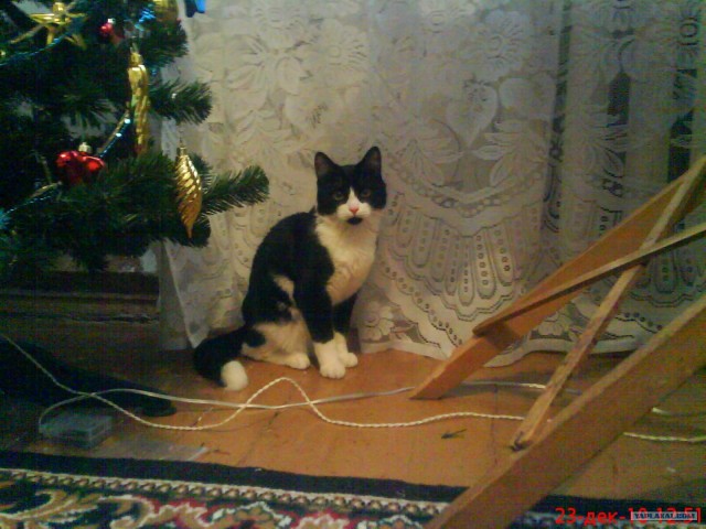 Супер-котофото на котовторник