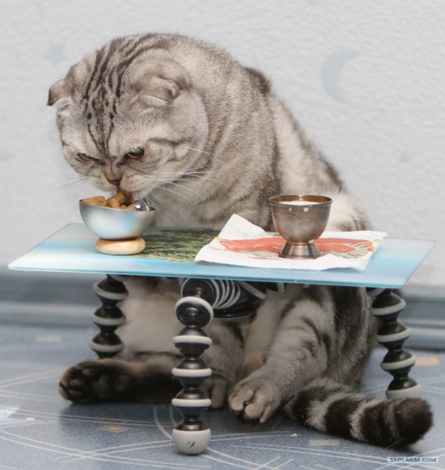Котовторник (31.01.2012)