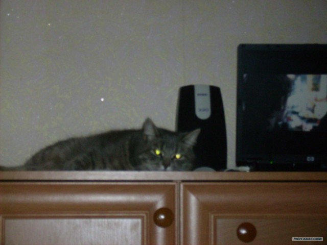 Котовторник (07.02.2012)