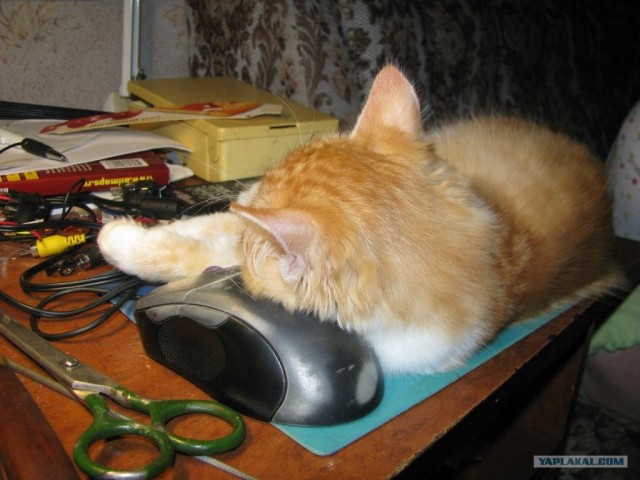 Котовторник (21.02.2012)