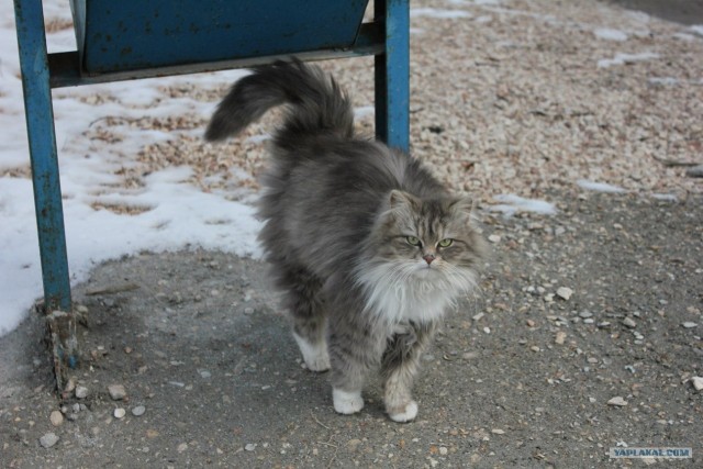 Котовторник 20.03.2012
