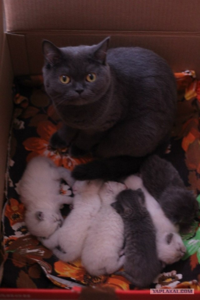 Котовторник 27.03.2012