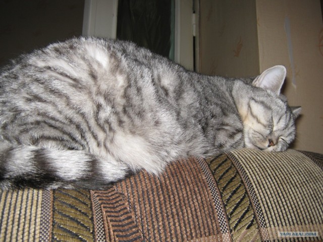 Котовторник  от 3.04.2012