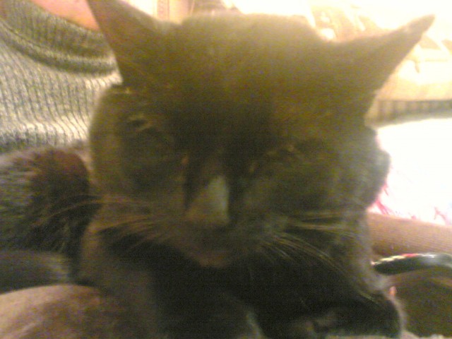 Котовторник 8 мая 2012