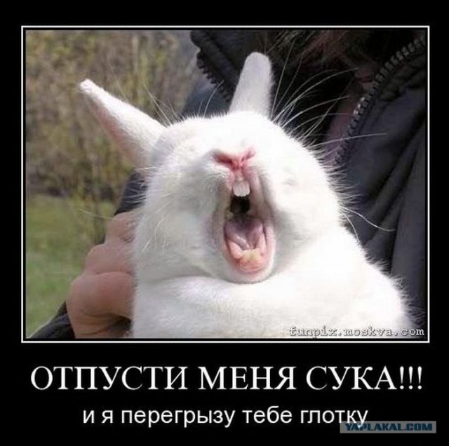 Он сейчас перегрызет ей горло!