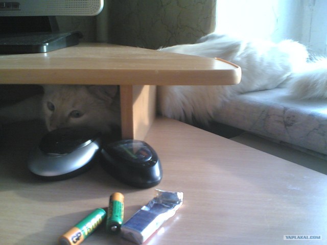 Котовторник 29.05.2012