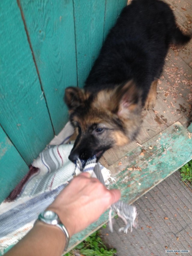 Собакочетверг!