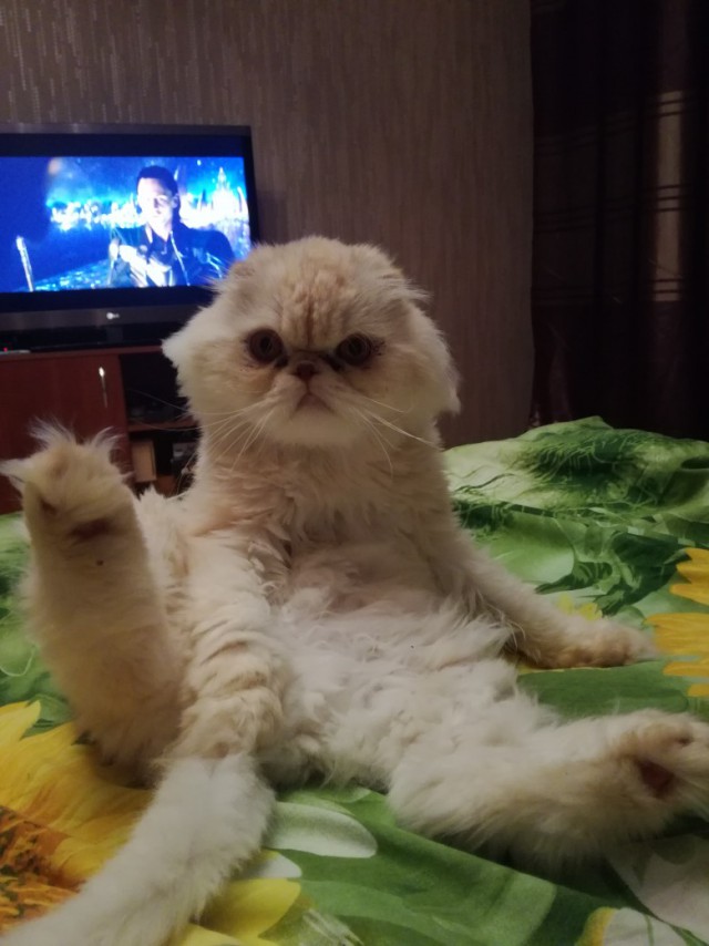Забавные фото котеек