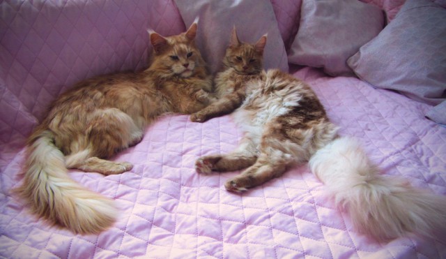 Котовторник 26.02.2019